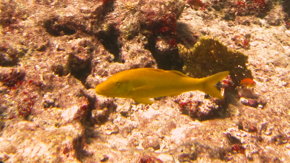 Not sure about this one at Panettone.  Possibly a Blackeye rabbitfish (Siganus Puelloides).