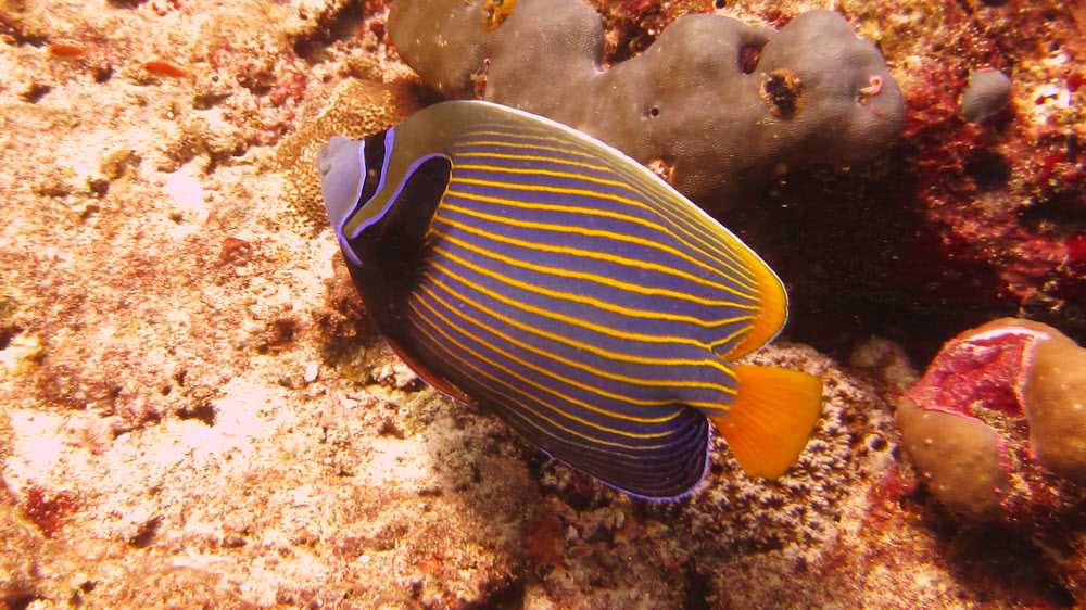 An Emperor angelfish (Pomacanthus imperator)	at Panettone, near Thudufushi Island.