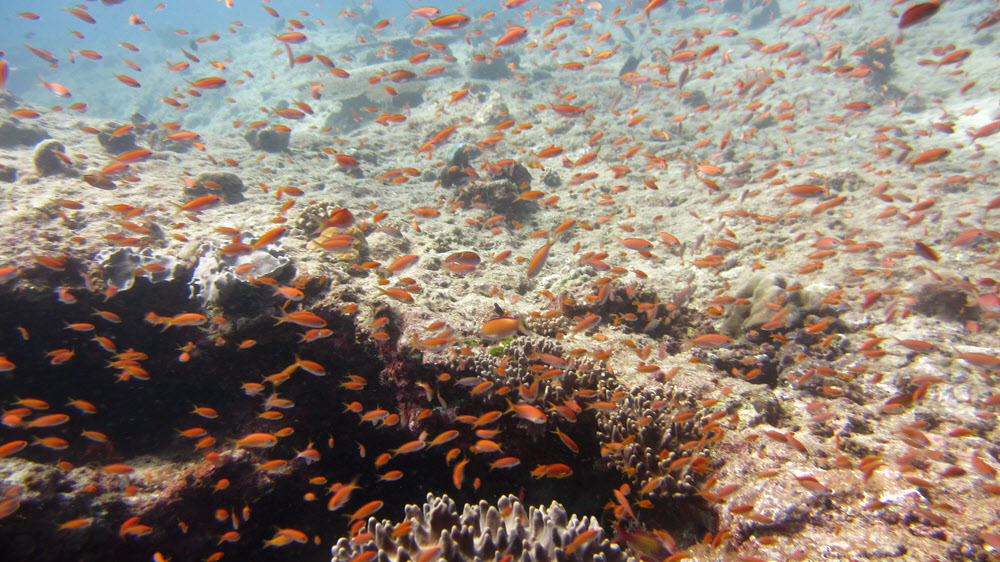 Clouds of Orange butterfly perch (aka Goldie aka Lyretail anthias - Anthias squamipinnis) cluster around coral outcrops.  Panettone again.