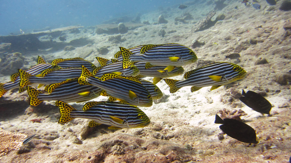 A group of Oriental sweetlips (Plectorhinchus orientalis) at Panettone.