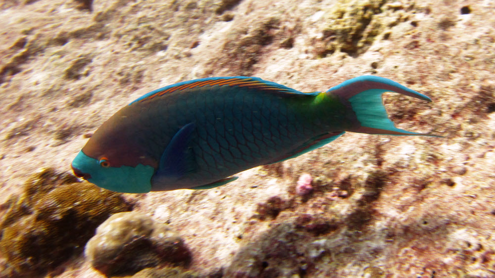 A beautifully-coloured male Parrotfish, possibly a Singapore parrotfish (Scarus prasiognathus) at Panettone.  Male Parrotfish 
			are highly variable in colour, and indeed change colour as they get older.