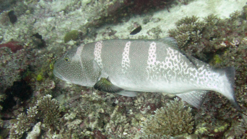 Saddleback coralgrouper aka Black-saddled coral trout (Plectropomus laevis) at Miaru Gali Tilla.