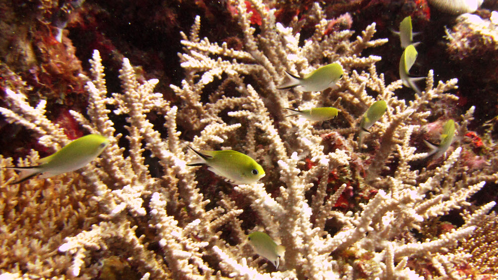 Golden chromis (Chromis ternatensis) are ready to dash back into their coral home at Miaru Gali Tilla.
