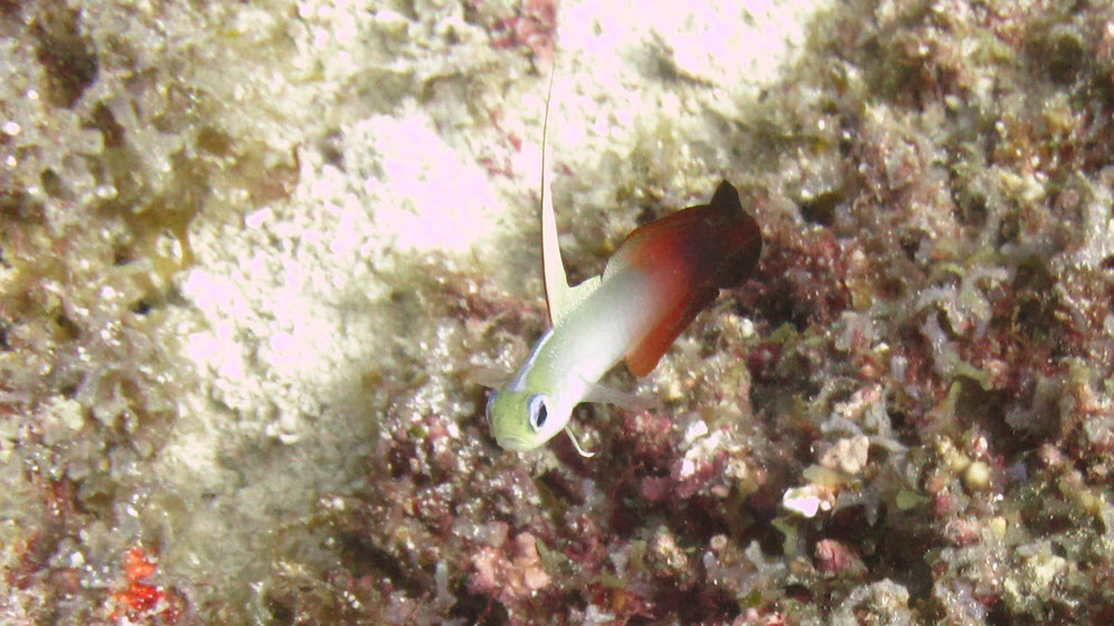 A Fire goby aka Fire dartfish (Nemateleotris magnifica) at Miaru Gali Tilla.