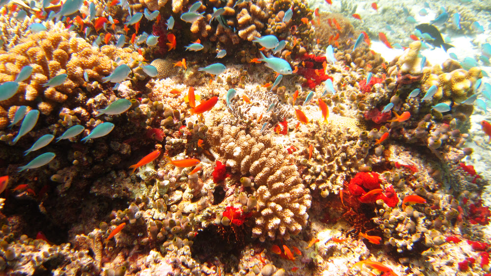 A beautiful collection of reef fish, including Anthias and Blue-green chromis (Chromis viridis), cluster around a coral head at Miaru Gali Tilla.