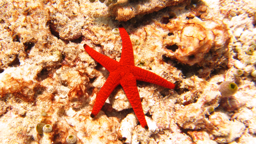The common Indian sea star (Fromia indica) at Miaru Gali Tilla.