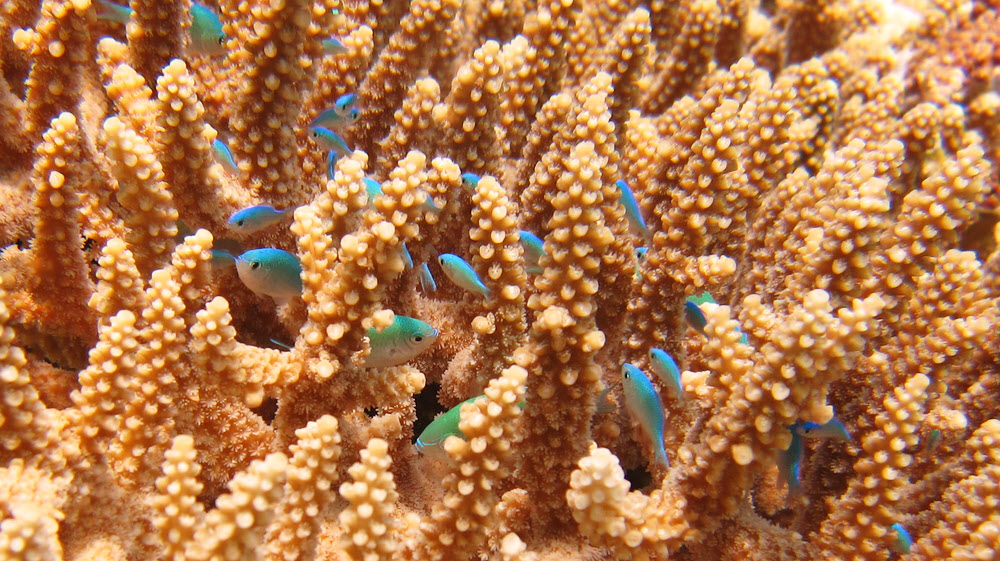 Blue-green chromis (Chromis viridis) shelter within their favourite bit of branching coral.
