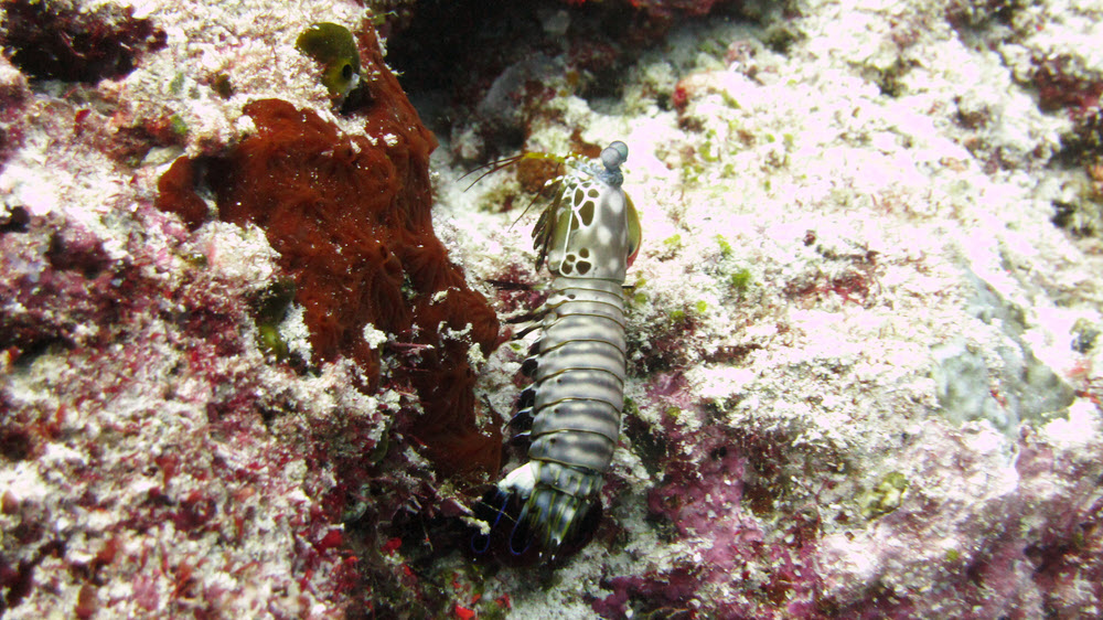 A Green mantis shrimp (Odontodactylus scyllarus), about 15cm long, scuttles across the reeftop at Shark Tilla.