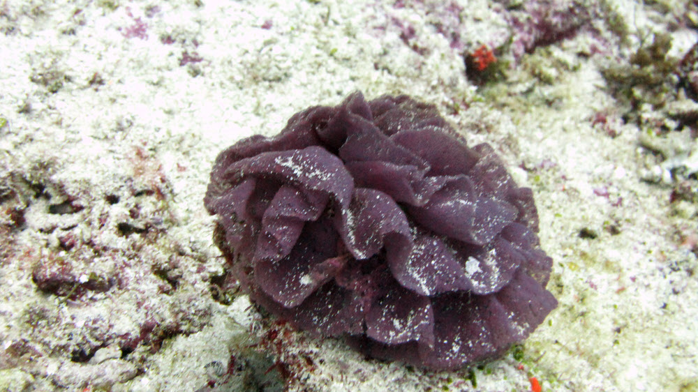 This object, about 10-12 cm across, was said to be the eggs of a nocturnal nudibranch, one much bigger than the usual 
				Varicose Phyllidia you see during the day.  Probably the Spanish Dancer (Hexabranchus sanguineus).