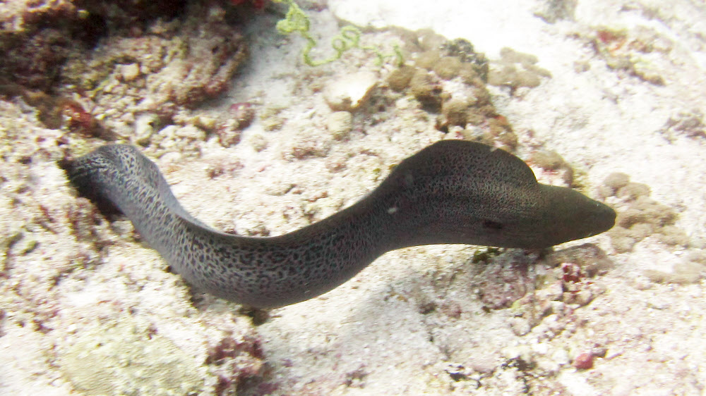 They usually lurk in a hole during the day, but this one, also at Shark Tilla, was swimming across the reeftop.