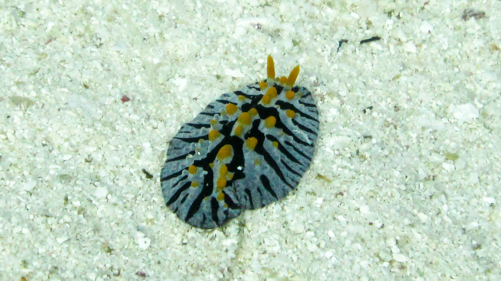 This much smaller one was doggedly trudging across a large expanse of sand at Shark Tilla.