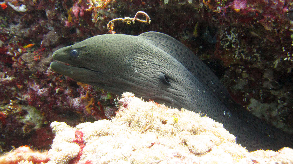 A Giant moray (Gymnothorax javanicus) at Shark Tilla.