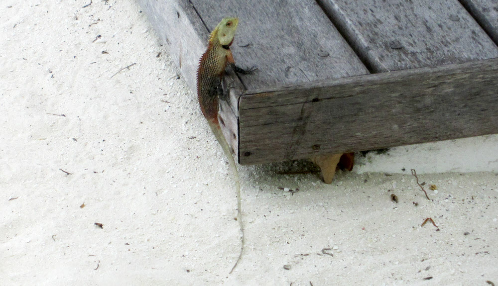 These colourful lizards were frequently to be seen around the island scuttling across the sand between the trees.