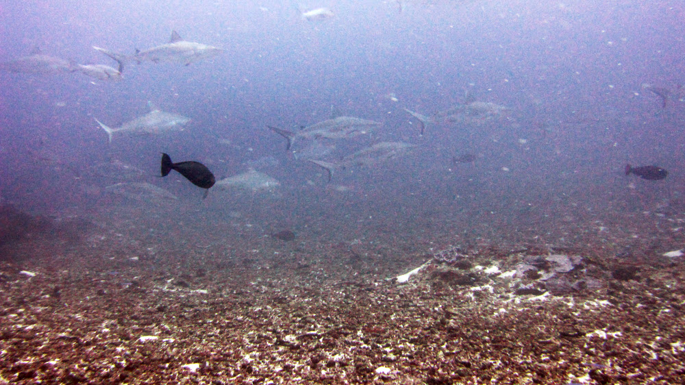 Wow.  At my favourite dive site, Warren Tilla: part of a group of about 20 grey reef sharks in the distance at 25 metres depth.