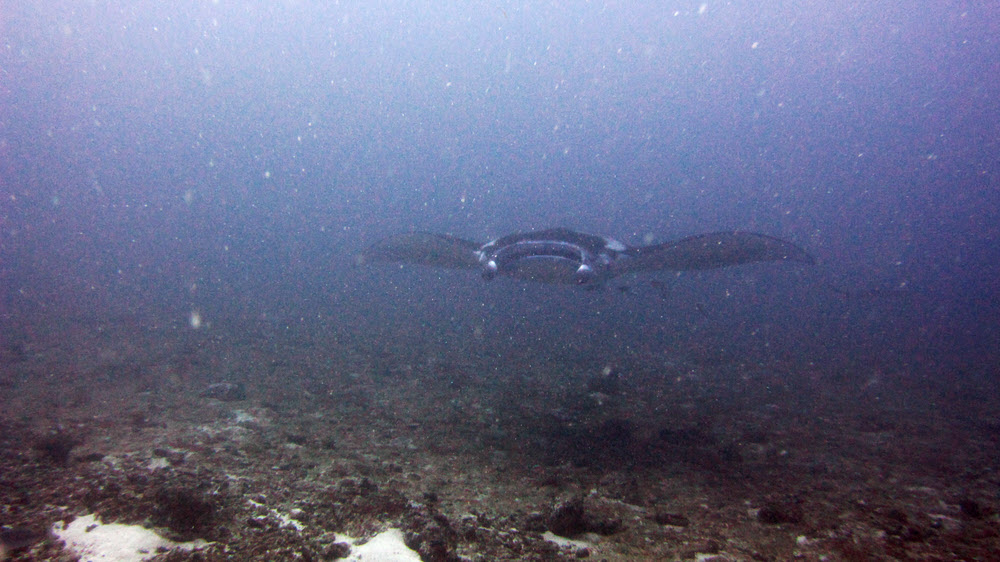 And seconds later, a big (~4m) manta ray<em> (Manta birostris or possibly manta alfredi) glided past majestically. 