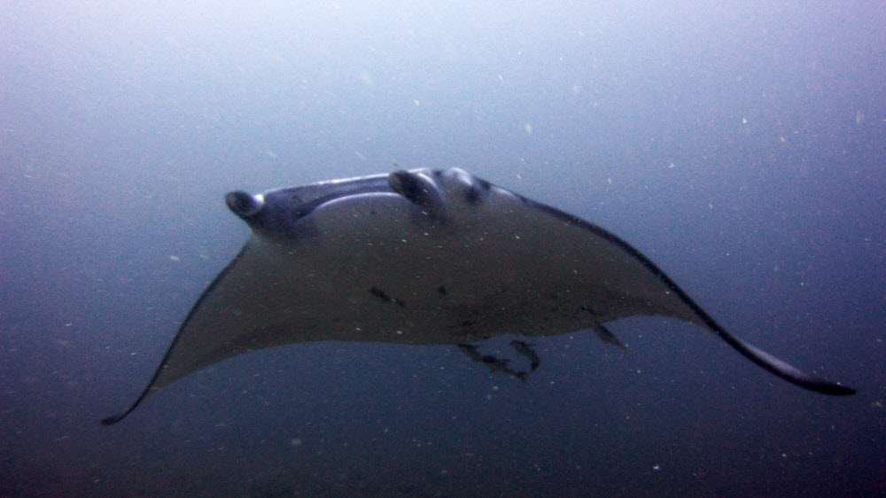 The manta passes over me just a couple of metres away.