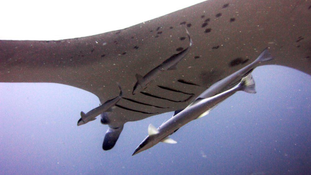 The manta was accompanied by several remora (aka Sharksucker: Echeneis naucrates).