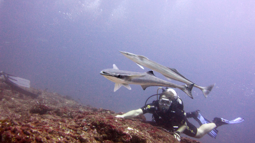 As we cling onto the reef in the current at 28m, a couple of the remora peel off to check us out.