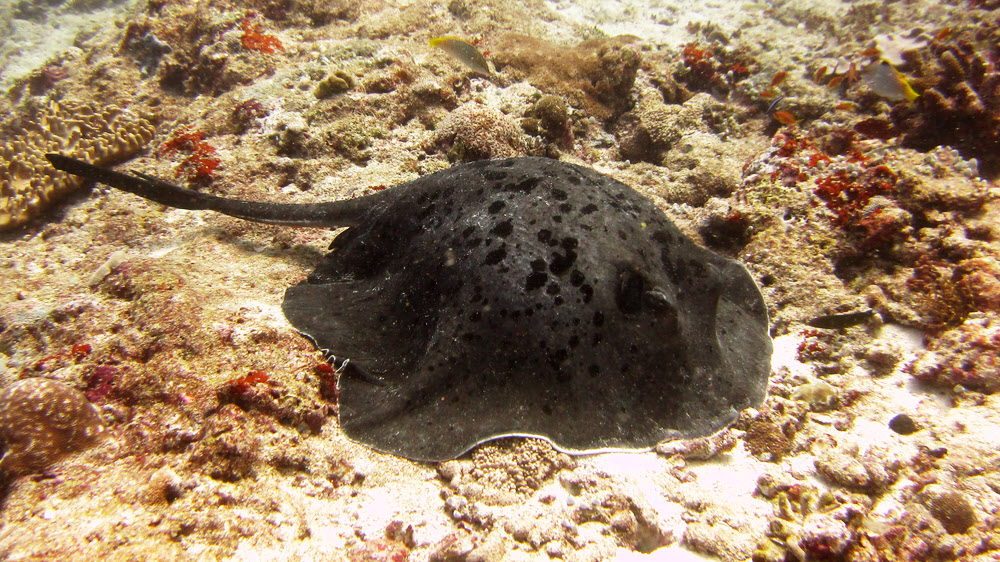 Later on in the same dive, we came across this stingray, aka giant reef ray, (Taeniura melanospilos), fast asleep on the bottom.