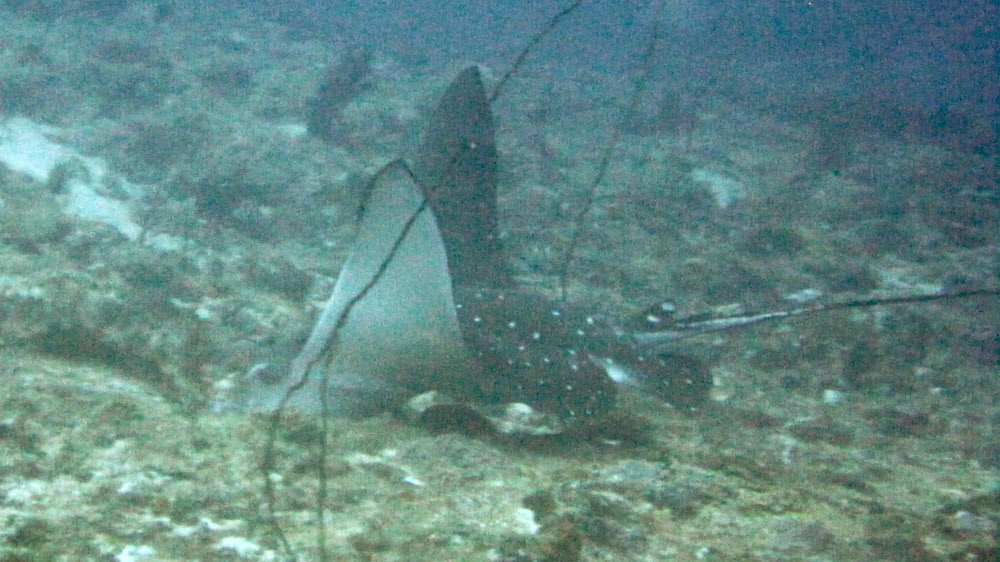 This spotted eagle ray (Aetobatus narinari) was rooting in the sandy bottom for food at 25m at Emmas Tilla.