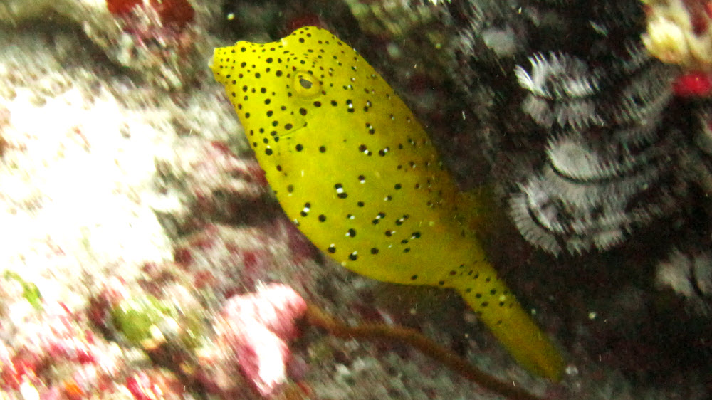 Juvenile Yellow boxfish (Ostracion cubicus) at Thudufushi Tilla.