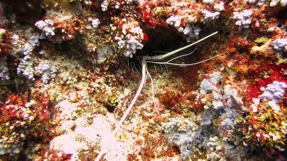 A Painted rock lobster (Panulirus versicolor) looks out of a hole at Thudufushi Tilla.