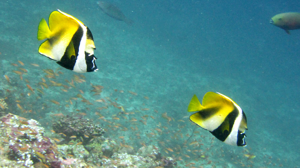 A pair of Masked bannerfish (Heniochus monoceros) pass by at Thudufushi Tilla.