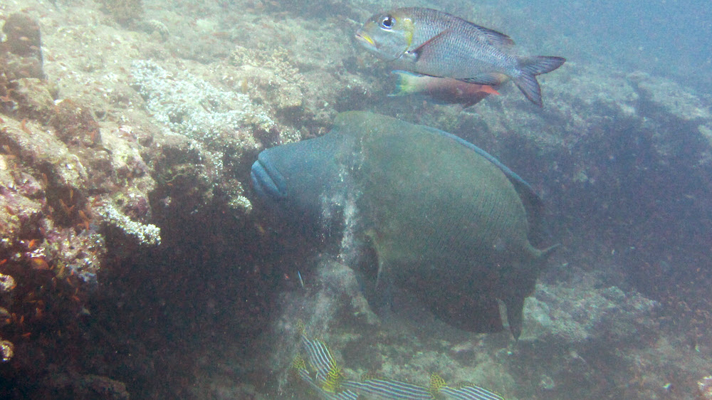 A massive Napoleon Wrasse (Cheilinus undulatus), well over a metre long, swims off in the distance at Thudufushi Tilla.