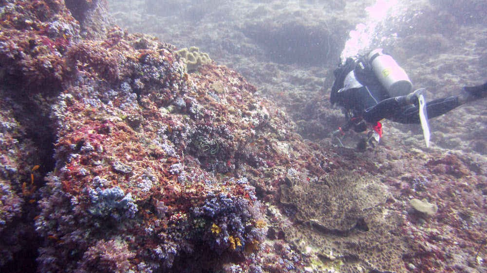 Dive leader Mara leads us past some gorgeous multi-coloured soft corals at Himandoo Tilla.