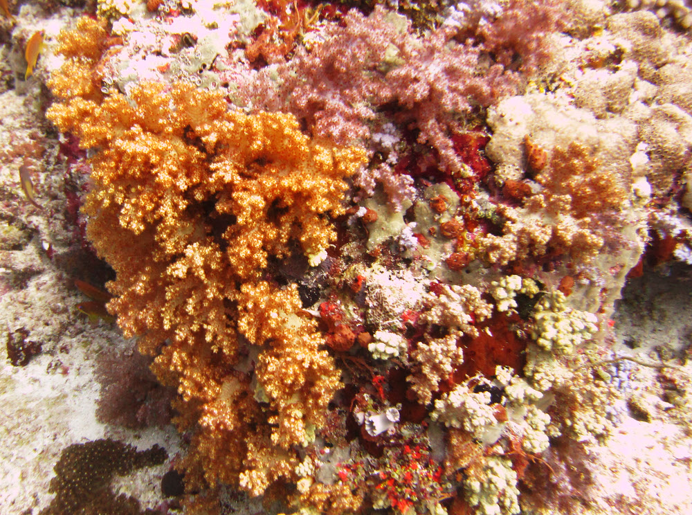 As well as these orange and pink Dendronephthya forms, there were also bright blue ones as well.