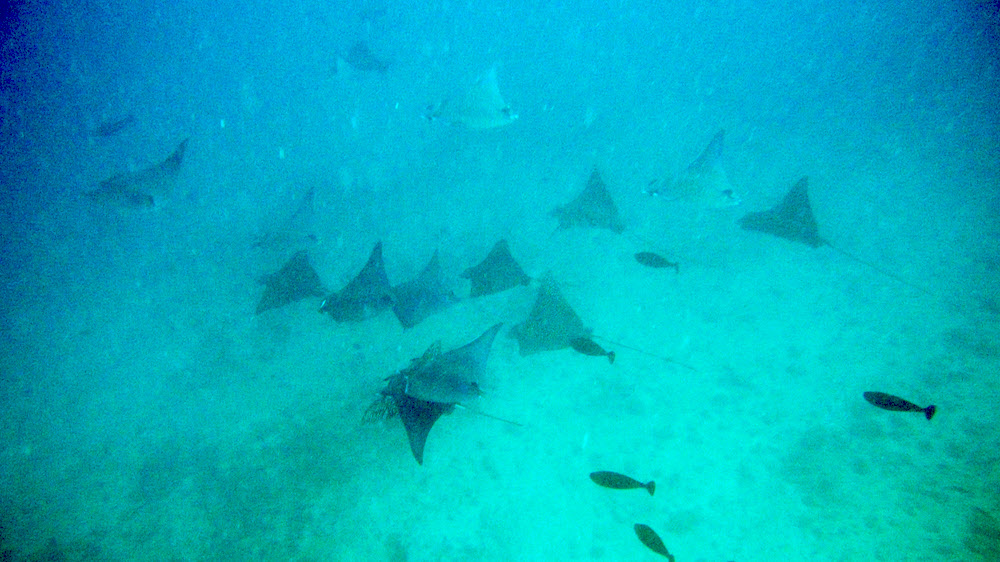 As soon as we jumped into the water at Thudufushi Tilla, we saw, deep below us, this mixed group of spotted eagle rays 
			and devil rays (aka mobula, Mobula japonica), numbering about 15 individuals in all.