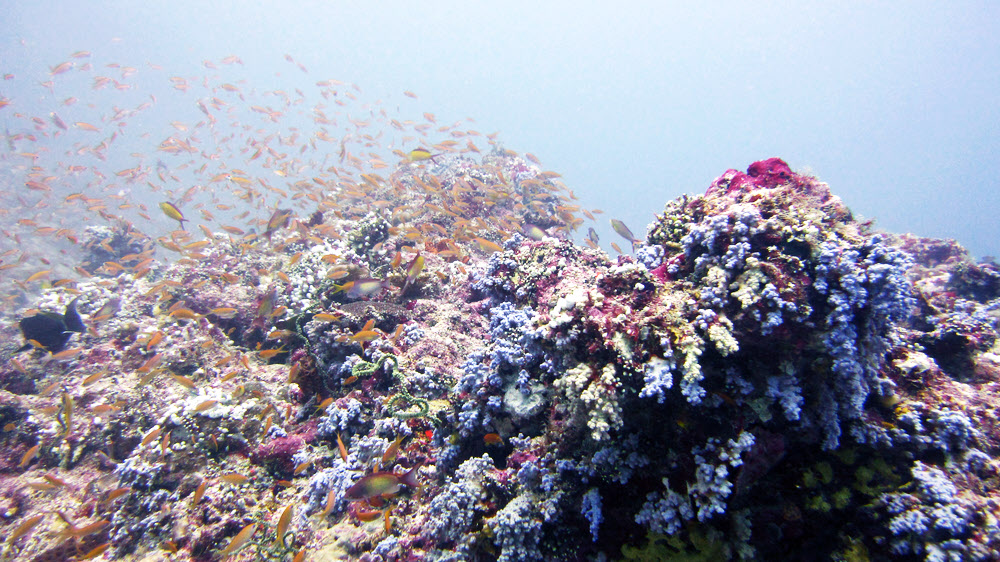 ...and here at Thudufushi Tilla, alongside the Dendronephthya soft corals.