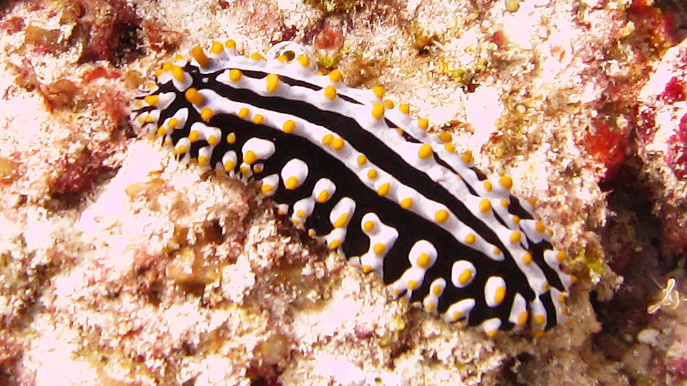 Common in the Maldives, a Varicose Phyllidia nudibranch (Phyllidia varicosa).  This one, at Thudufushi Thila, was about 5cm long.