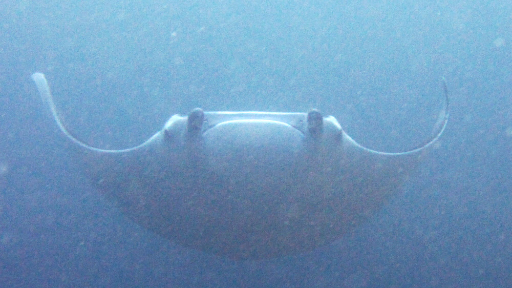 Another big manta ray loomed out of the blue heading straight for me at Thudufushi Tilla. Here it climbs slightly to pass over me.