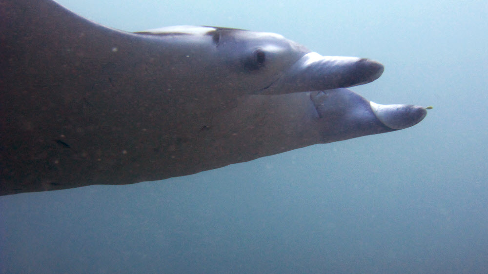 Its cephalic fins are shown well here as it passes me a few metres away.