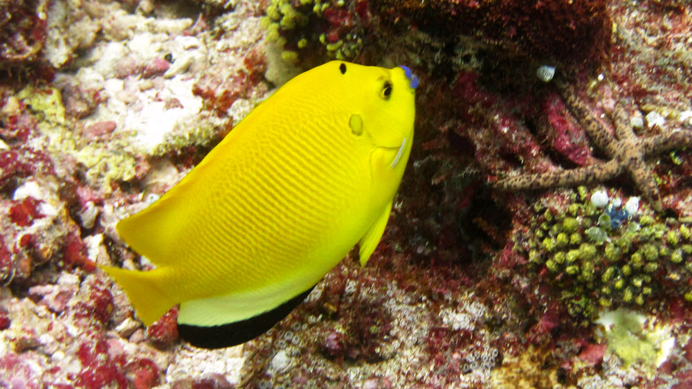 This Three-spot angelfish (Apolemichthys trimaculatus) at Thudufushi Tilla favours blue lipstick...