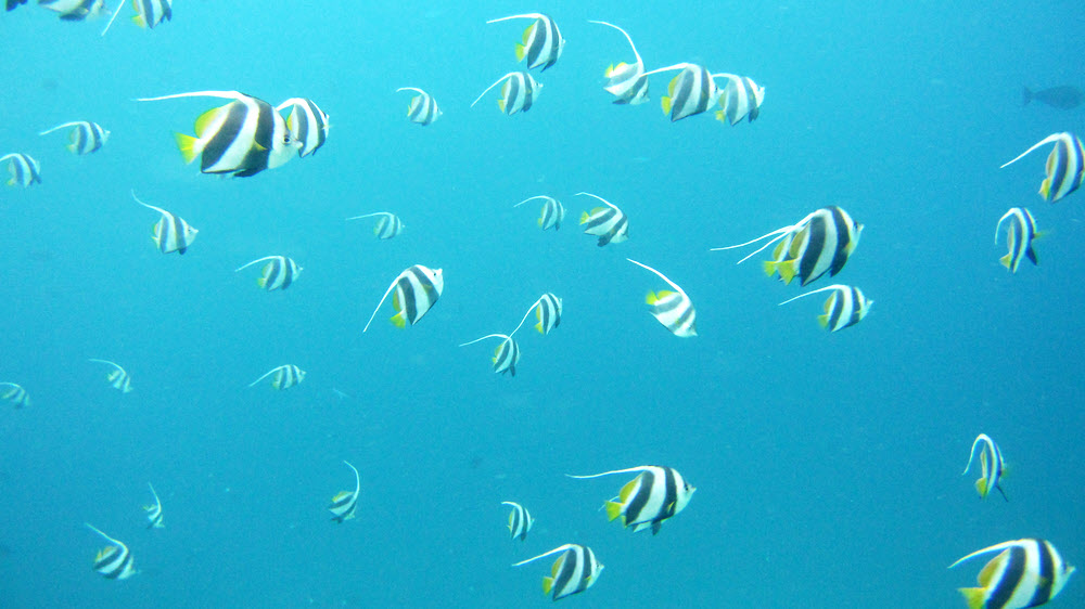 A school of, well, Schooling bannerfish (Heniochus diphreutes) was just off the jetty at Athuruga Island as we dived the house reef.