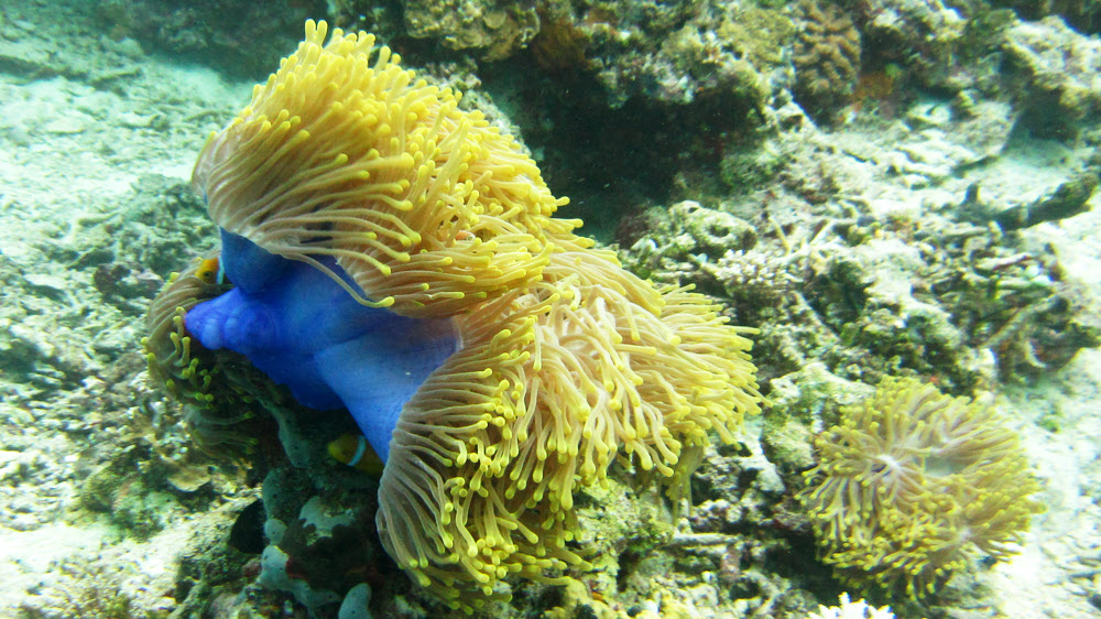 This magnificent, well, Magnificent sea anemone (Heteractis magnifica) lifts its skirts in the gentle current to show off its underside 
				at Athuruga house reef.