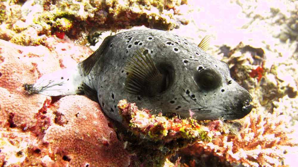 This Black-spotted puffer fish (Arothron nigropunctatus) was snoozing away on a nice soft rock at at Athuruga house reef...