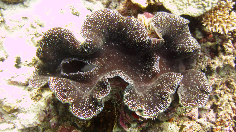 A Fluted giant clam (Tridacna squamosa) at Athuruga house reef.