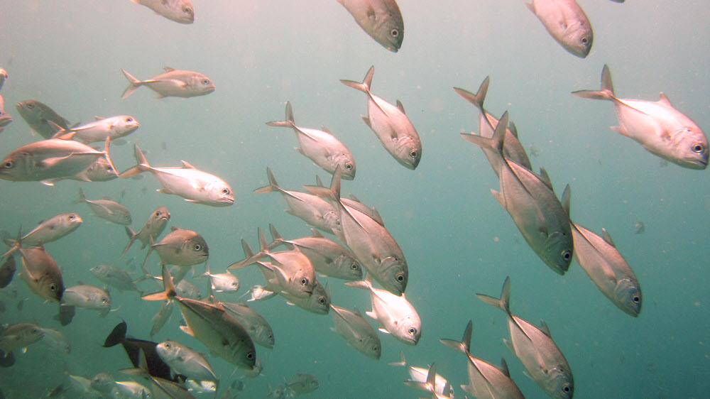 A school of Bigeye trevally (Caranx sexfasciatus) just off the jetty at Athuruga house reef.