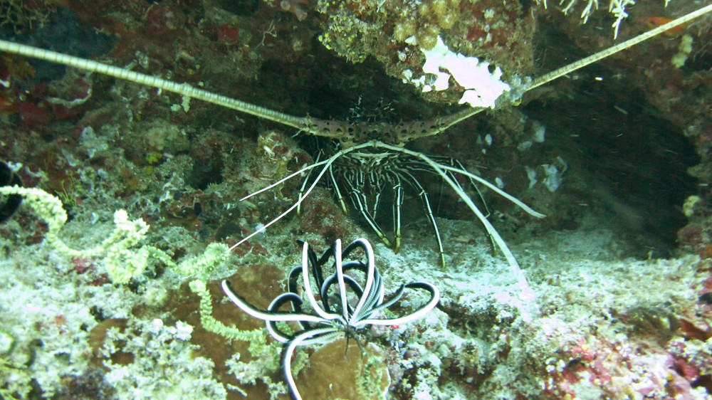 A Painted Rock Lobster (Panulirus versicolor) hides in a crevice during the day at Tamala Thila. 