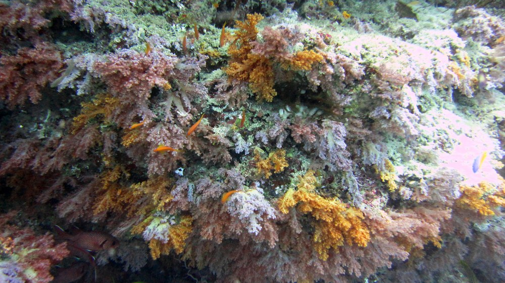 At Bulaloi Thila we came across these multi-coloured soft corals, all Dendronepthya species. 