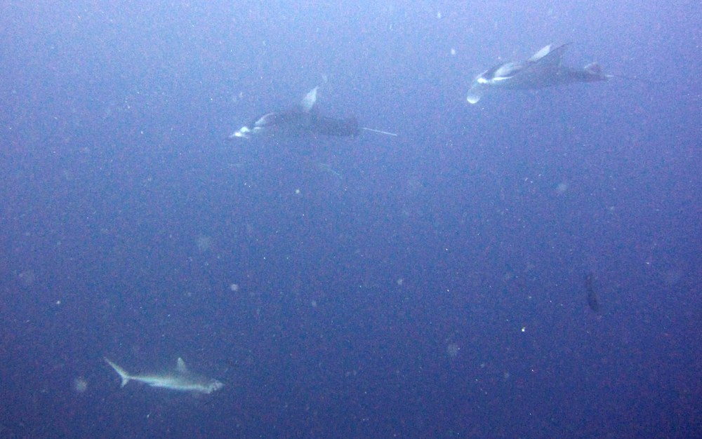 Himandhoo Thila again. A couple of mantas glide past while a grey reef shark heads in the opposite direction. 