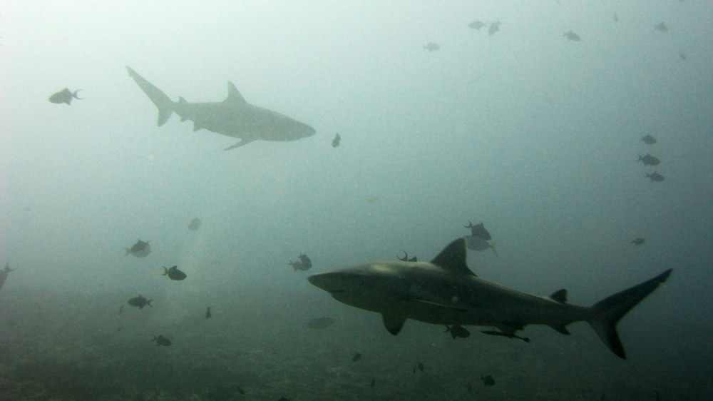 There were lots of Grey reef sharks swimming about on this great dive, too. 