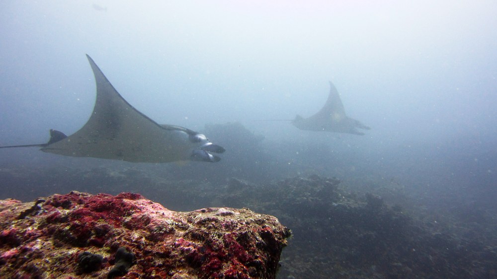 Another couple of mantas at Himandhoo Thilla. There were five of them passing and re-passing us the entire dive as they swam 
						up and down the reef, feedingon the plankton in the water.