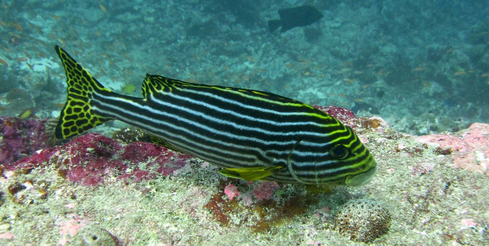 Oriental Sweetlips (Plectorhinchus orientalis) at Himandhoo Thila. 