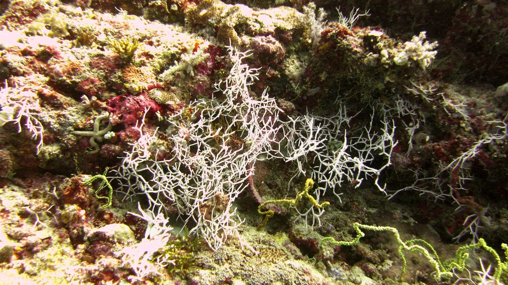 This branching, bramble bush-like White Acabaria Gorgonian was at Himandhoo Kandu.