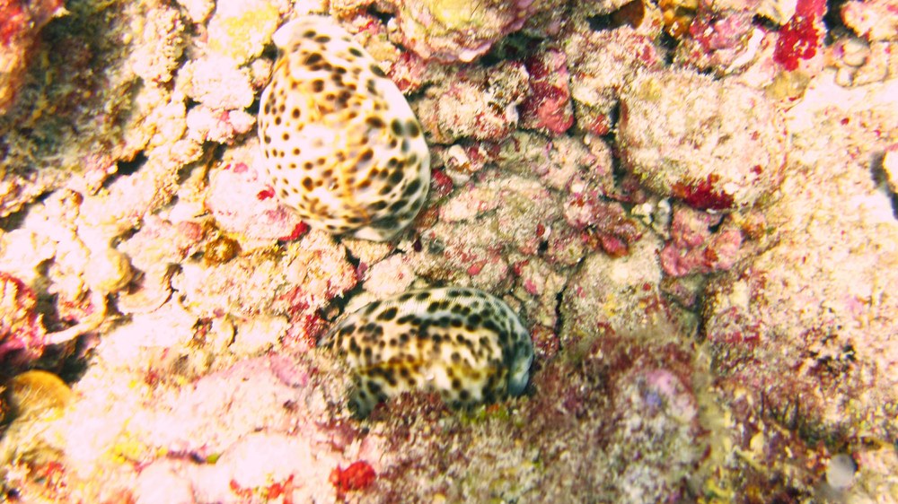 Two Tiger cowries (Cypraea tigris) at Himandhoo Kandu.