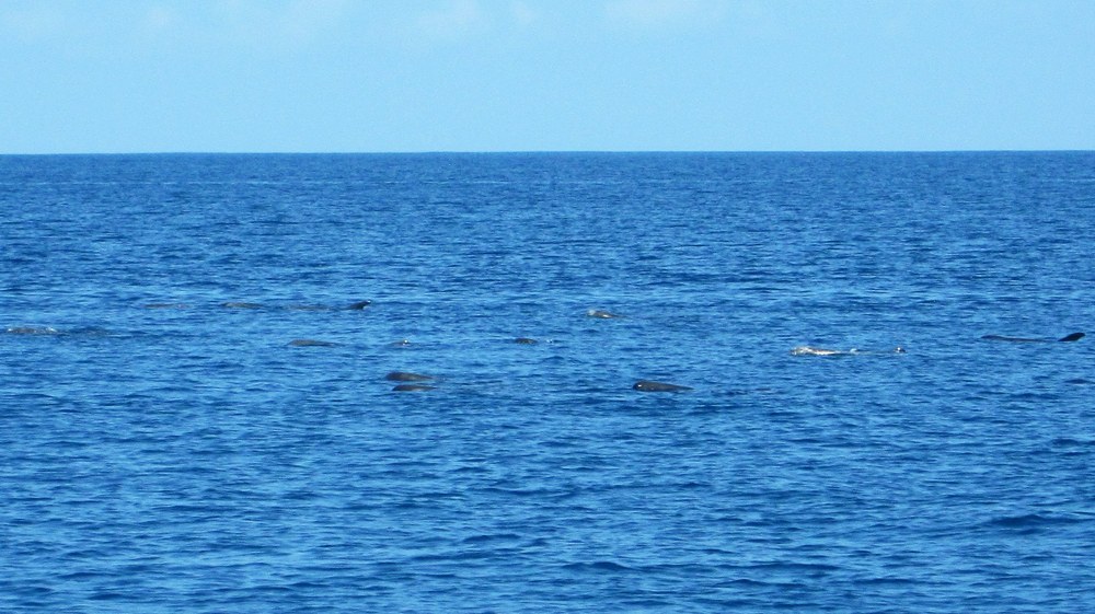 On our way back from Himandhoo Kandu in calm weather outside the atoll, we came across a pod of Bottlenose dolphins 
				(Tursiops truncatus) resting, seemingly sunbathing on the surface.